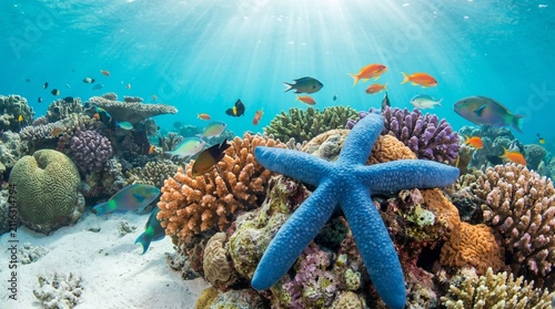 Vibrant Coral Reef Ecosystem: A stunning underwater scene showcasing a vibrant coral reef teeming with marine life, including colorful fish and a striking blue starfish.