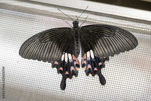 Canvas Print A beautiful Common Mormon butterfly.