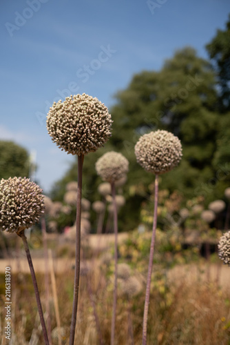 dead seed allium flowers heads in the park 