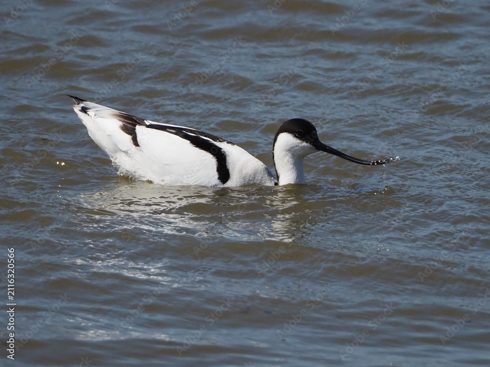Fototapeta premium Avocet on water