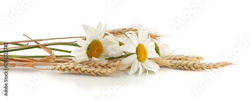 Chamomile flowers and wheat spikelets on white background.