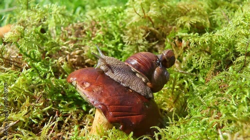 Two brown garden snails mate on top of a reddish mushroom surrounded by thick green moss, their shells pressed together while slowly moving in soft daylight outdoors.