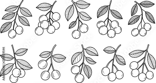 Fotografie Hand drawn cherry branches vector illustration set, vintage line art style black and white botanical elements design collection