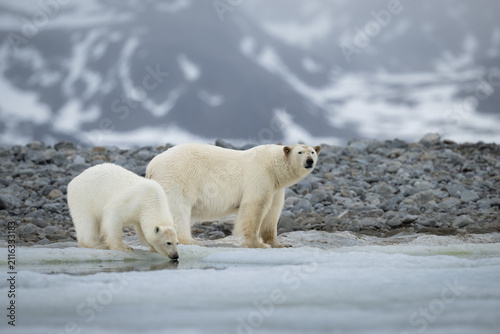 An adult female polar bear stands guard on a rocky Arctic shore while her young cub drinks water from the melting ice.