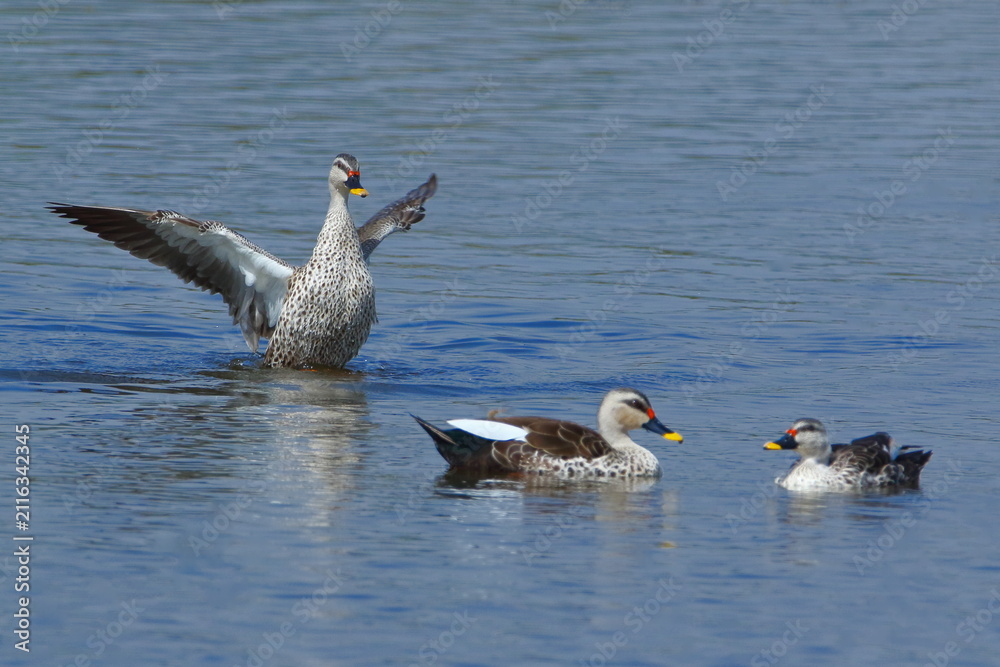 Fototapeta premium Three Spot-billed Ducks (Anas poecilorhyncha) swimming on calm water, with one duck spreading its wings in a natural display. Wildlife photograph captured in natural habitat.