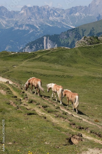 Three horses grazing in an alpine meadow in the Dolomites