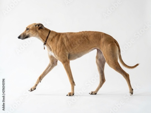 Obraz na płótnie Elegant Greyhound Dog Walking Gracefully on a White Background.