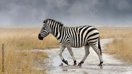 A zebra walks through shallow water on a path under a stormy, grey sky
