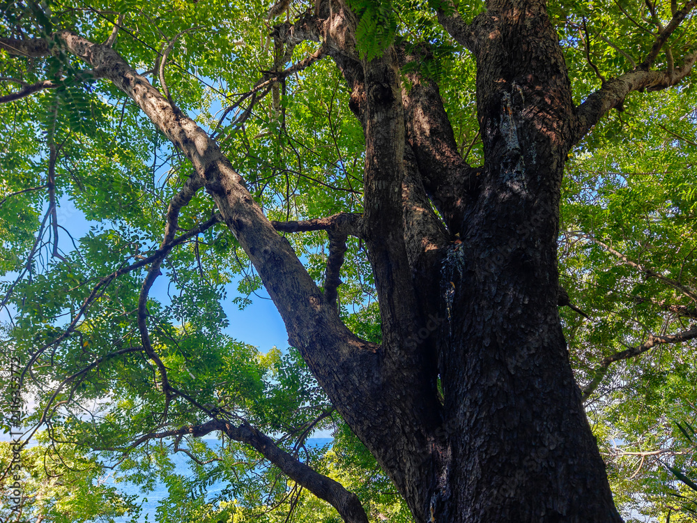 Fototapeta premium Large Old Tree Trunk with Spreading Green Canopy Overlooking Ocean Low Angle