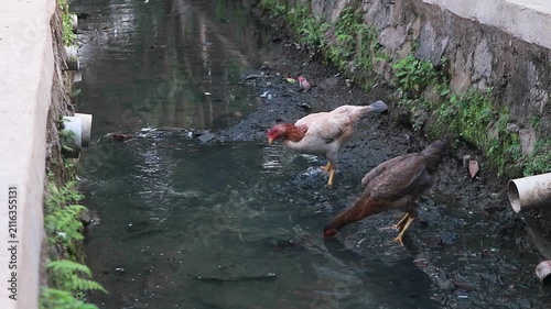 Free Range Chickens foraging a Rural Drainage Canal with Polluted Water in Village Environment