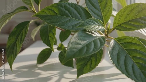 Healthy Green Houseplant on Windowsill in Bright September Morning Light