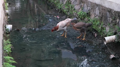 Free Range Chickens foraging a Rural Drainage Canal with Polluted Water in Village Environment