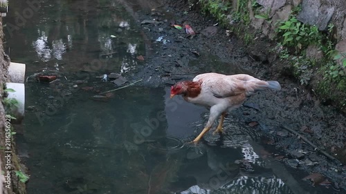Free Range Chickens foraging a Rural Drainage Canal with Polluted Water in Village Environment