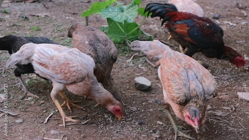 Group of free range chickens searching for food on a rural farmyard.