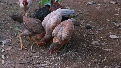 A flock of free range chickens foraging for food on dry soil in a rural backyard.