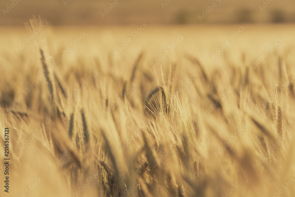Obraz premium Golden Barley Field in Warm Soft Focus