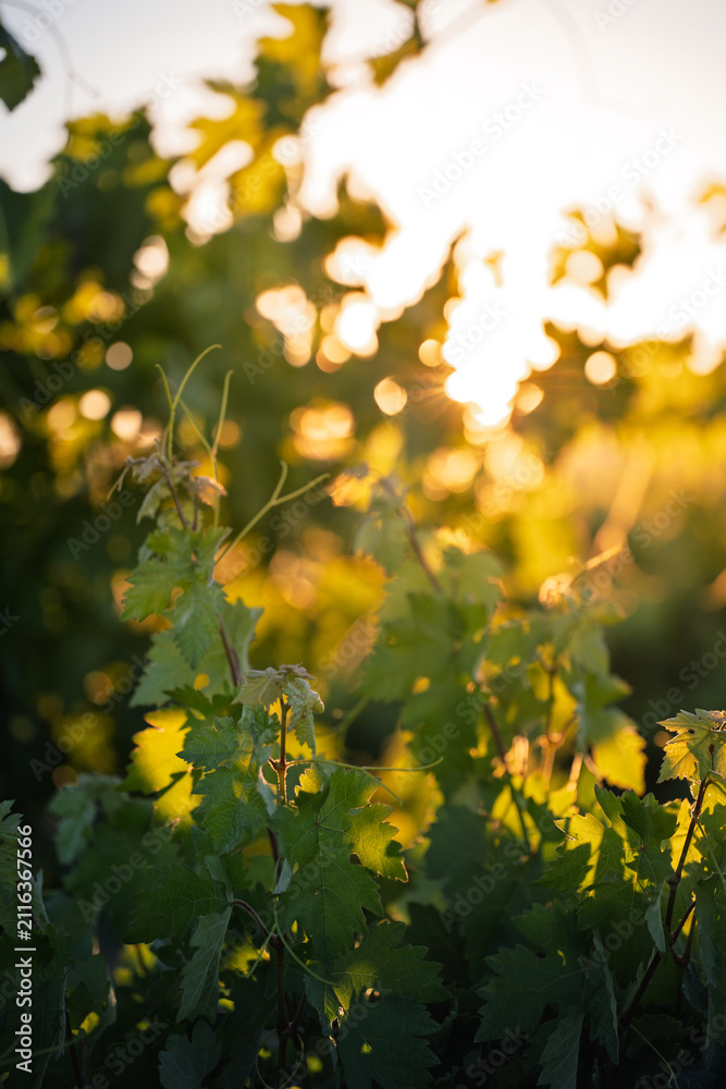 Obraz premium Grapevine Leaves in Golden Sunset Bokeh