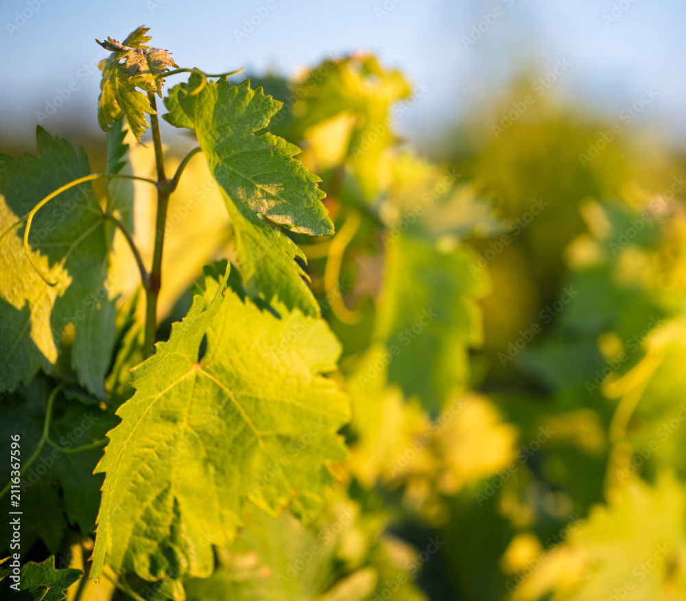 Obraz premium Golden Grapevine Leaves in Vineyard Close-Up