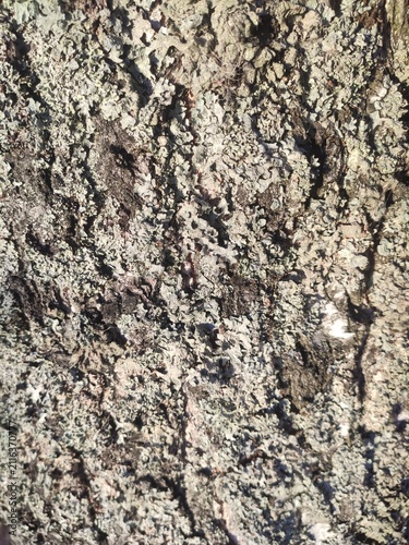 Konstfotografi Rugged Bark Texture Close up of a highly textured grey tree trunk for forestry a