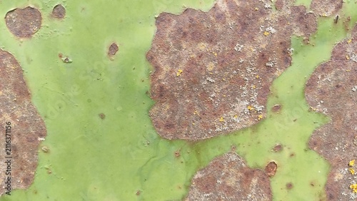 Quadro su tela Oxidized Painted Iron Flaking green surface revealing brown corrosion underneath