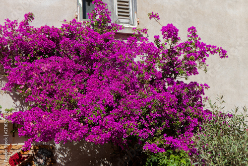Bougainvillier glabre en floraison.