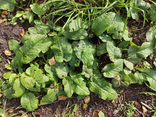 Obraz na plátně Broadleaf Garden Weeds Lush green foliage growing close to the soil for horticul
