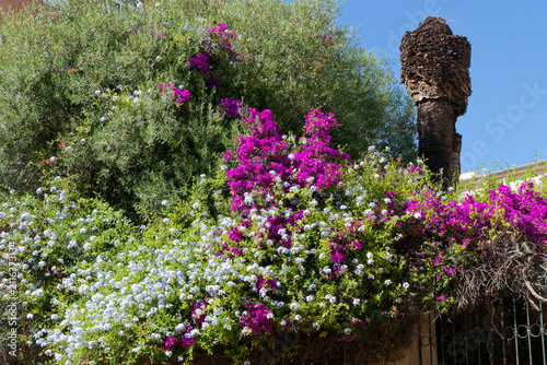 Floraison mauve et blanche en été.