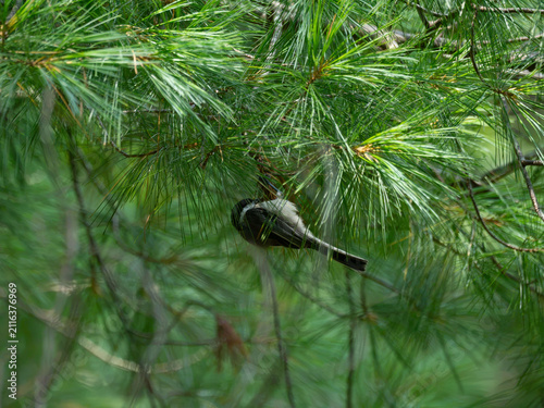 a black capped chickadee in a pine