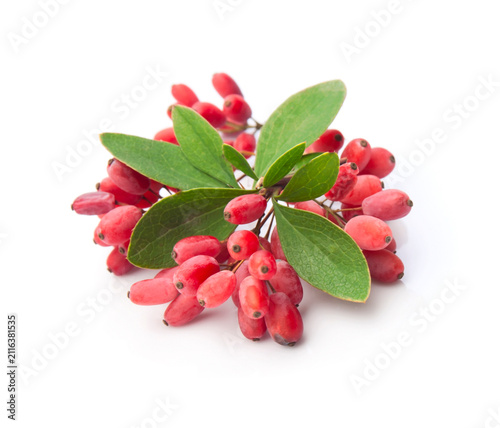 Barberry twig