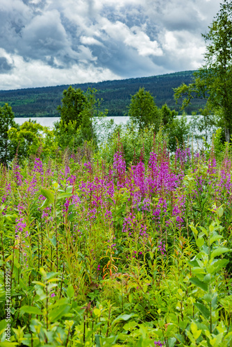 Weideröschen in Schweden in einer Wiese an einem See