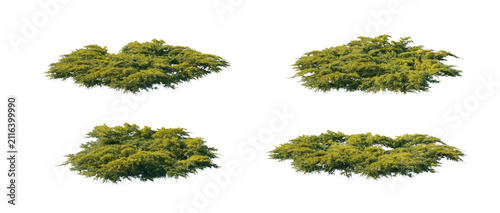 Fotografie juniperus pfitzeriana aurea 4 clumps collection (pfitzer juniper, golden pfitzer