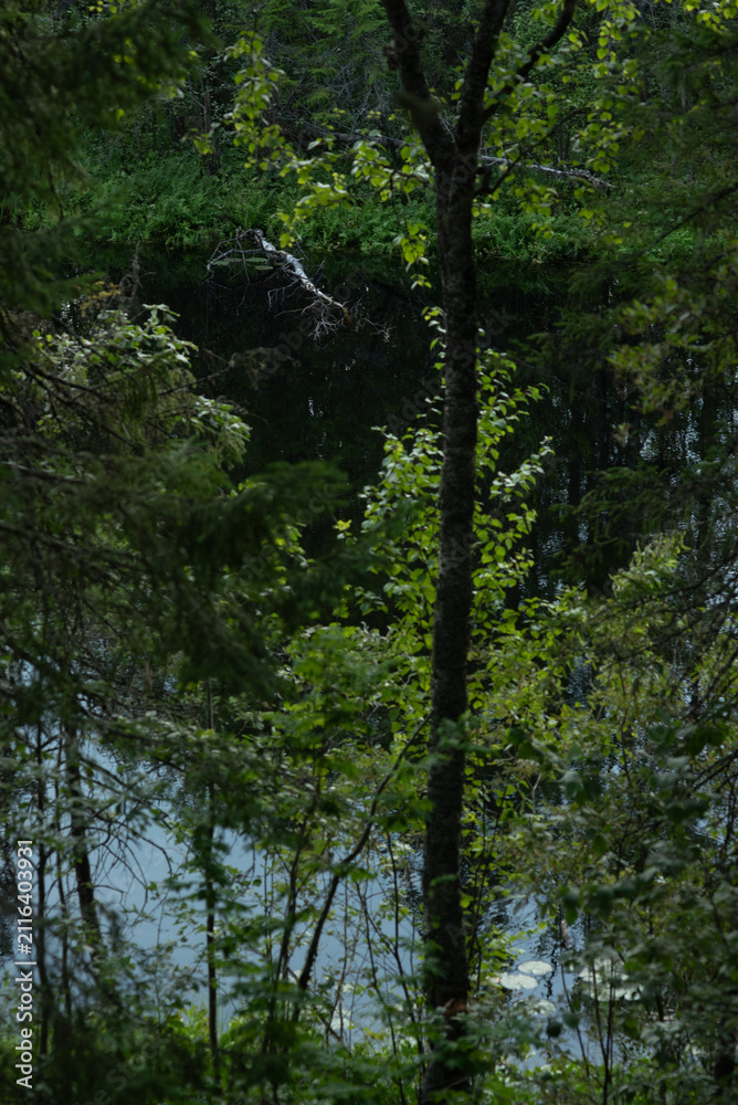 Fototapeta premium The surface of the forest lake surrounded by shrubs and trees with green leaves.