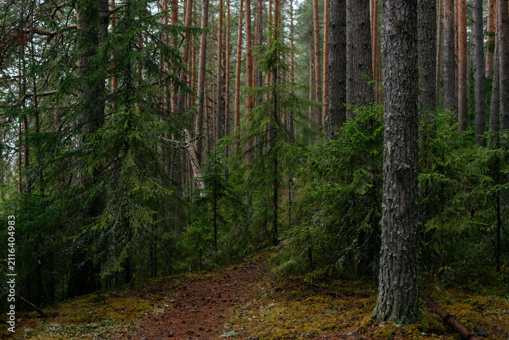 Fototapeta premium spring forest. Landscapes of taiga trees