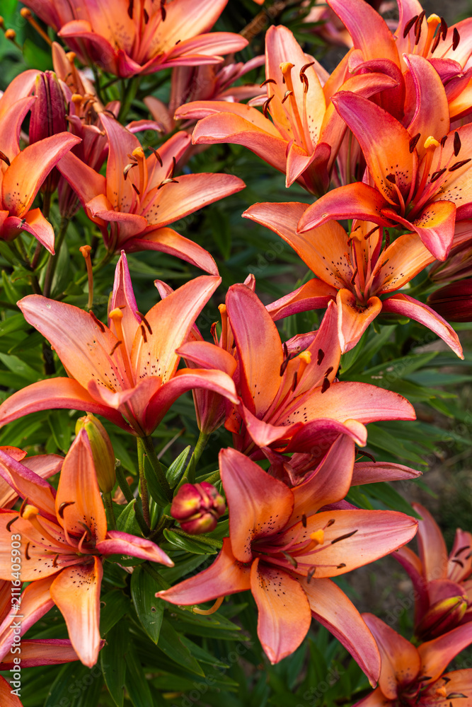 Fototapeta premium Orange lily flowers blooming in a summer garden