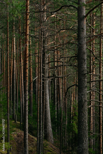 A forest lake overgrown with pine trees in the light of sunset