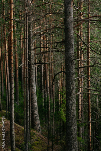 A forest lake overgrown with pine trees in the light of sunset