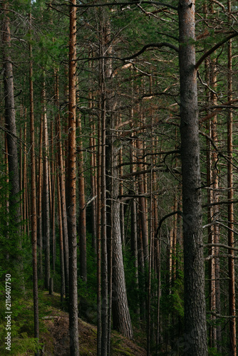 A forest lake overgrown with pine trees in the light of sunset