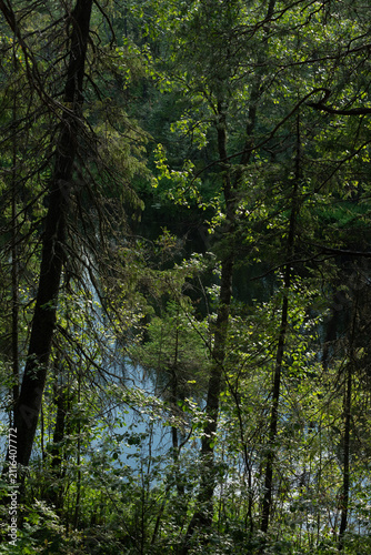 The surface of the forest lake surrounded by shrubs and trees with green leaves.