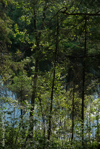 The surface of the forest lake surrounded by shrubs and trees with green leaves.