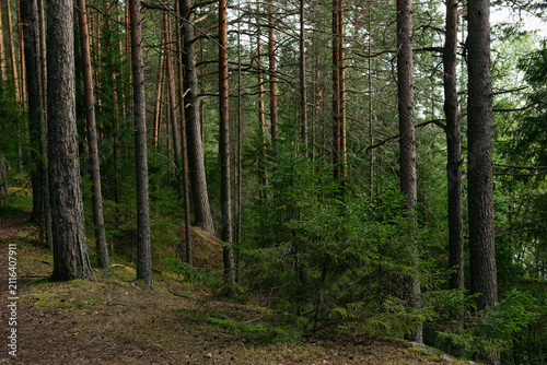 A forest lake overgrown with pine trees in the light of sunset