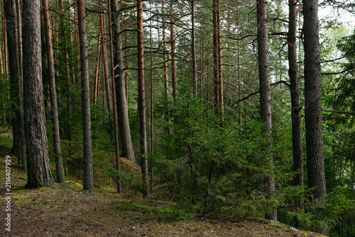 A forest lake overgrown with pine trees in the light of sunset