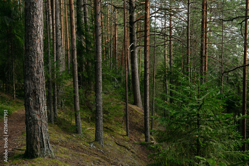 A forest lake overgrown with pine trees in the light of sunset