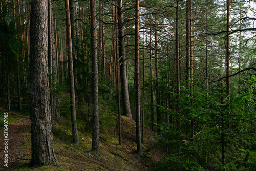 A forest lake overgrown with pine trees in the light of sunset