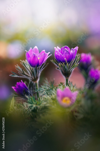 Canvastavla Purple pasqueflowers (Pulsatilla vulgaris) in bloom, beautiful dreamy macro phot