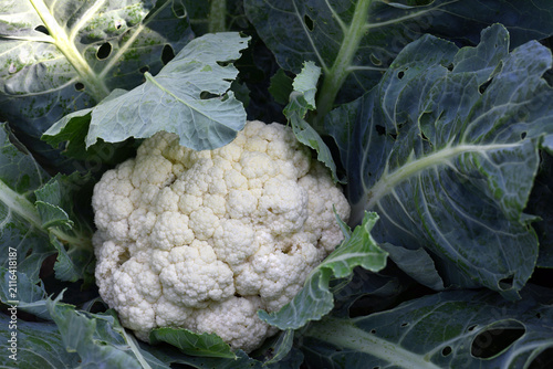 Obraz na płótnie cauliflower close-up on an agricultural farm, cabbage cultivation