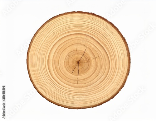 Single slice of tree trunk with growth rings on white background overhead wooden display