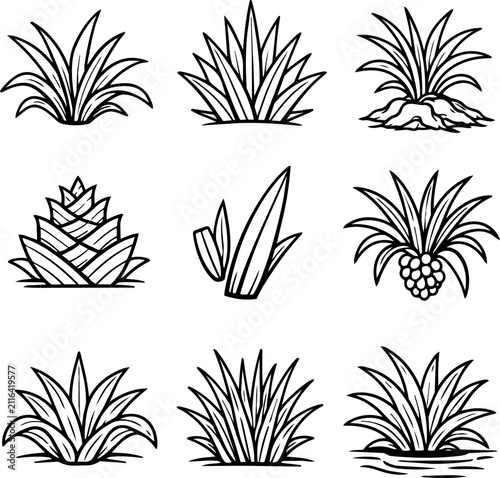 Nine agave and pineapple plant illustrations in black outline
