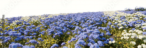 Field of blue and white flowers blooming under bright sky representing spring season and botanical beauty with blooming botanical landscape colorful environment
