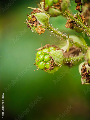 Developing Green Blackberry Cluster in Summer Garden