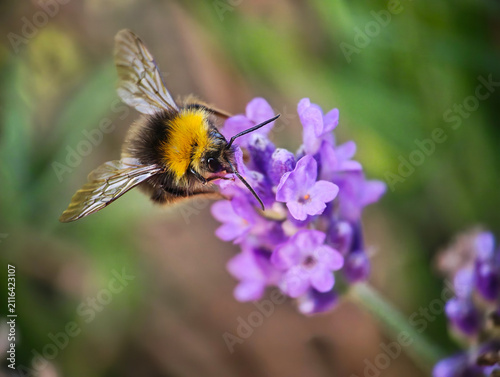 Bumblebee Gathering Nectar from Lavender Flower